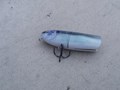 HOLBINA PIKEMASTER 2014 - 5-pikemaster.jpg